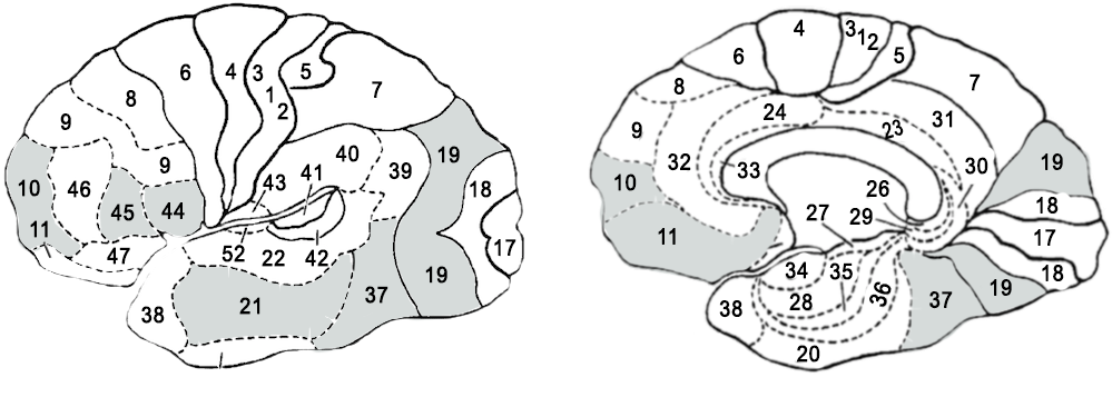 Attention-ventrale-finale